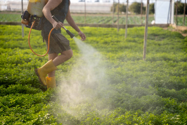 Best Pest Removal Services  in Chelsea Cove, NY